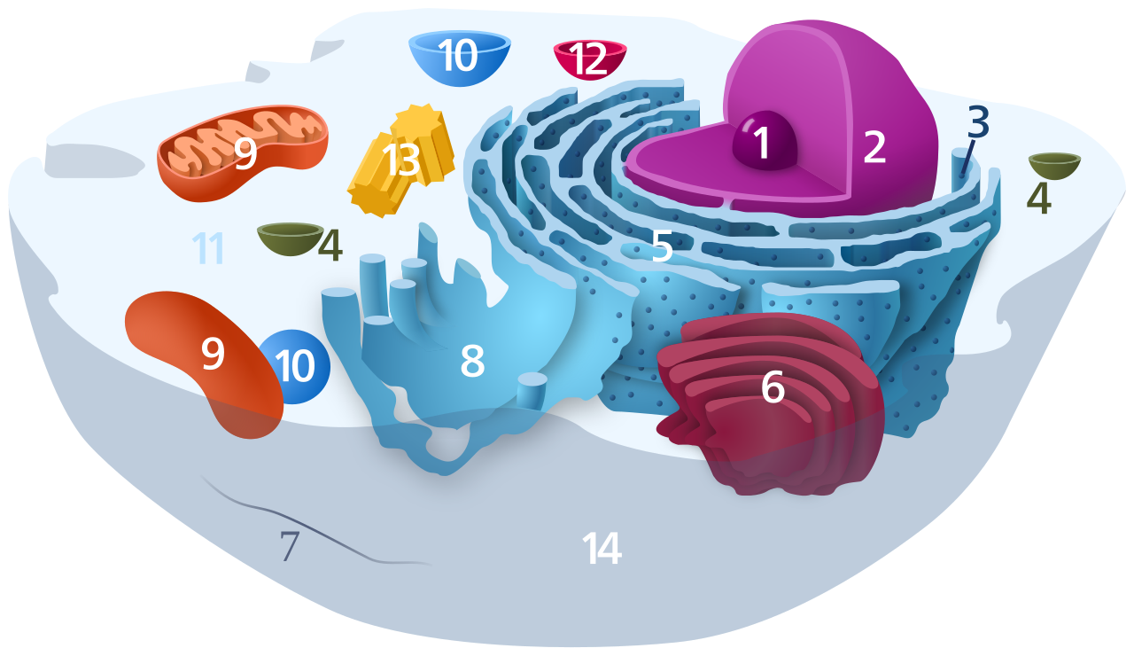 Animal cell diagram